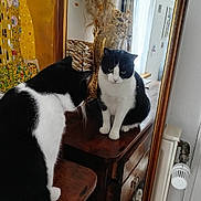 Balou participe au concours pour gagner de l'argent avec cette photo : cat, black_and_white, mirror, reflection, wooden_dresser, indoor, painting, decor, furniture, pet, animal, curious, domestic, whiskers, face, sitting, closeup, household, window, light