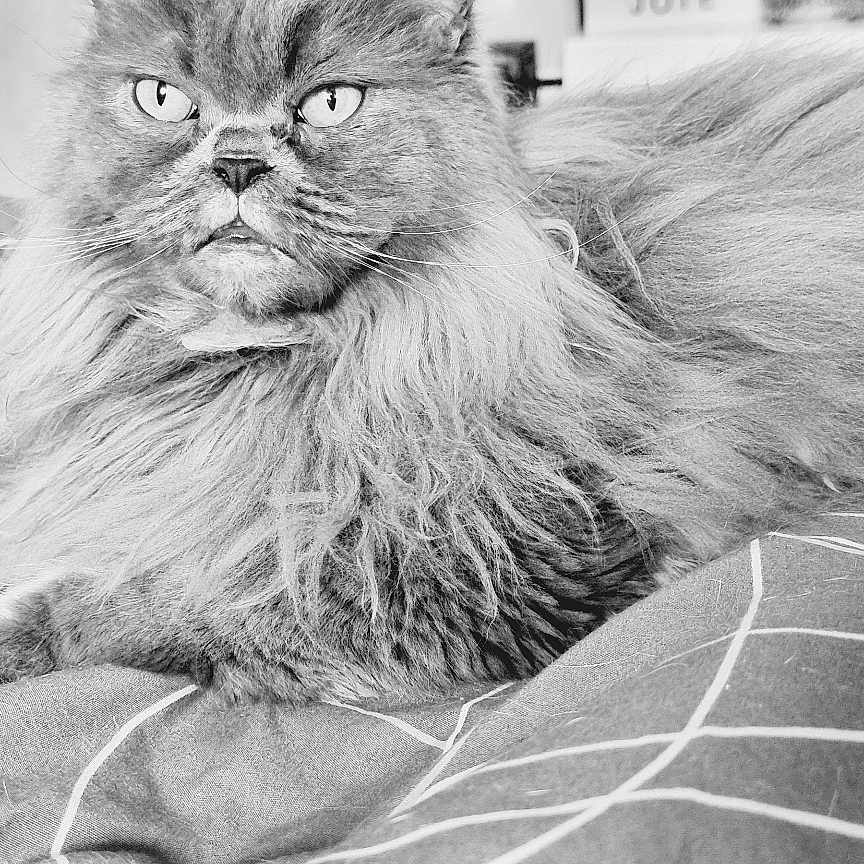 Ozzy participe au concours pour gagner de l'argent avec cette photo : animal, bed, black_and_white, blanket, cat, closeup, cute, domestic_cat, eyes, feline, fluffy, fur, indoor, long_hair, monochrome, pet, portrait, relaxed, resting, whiskers