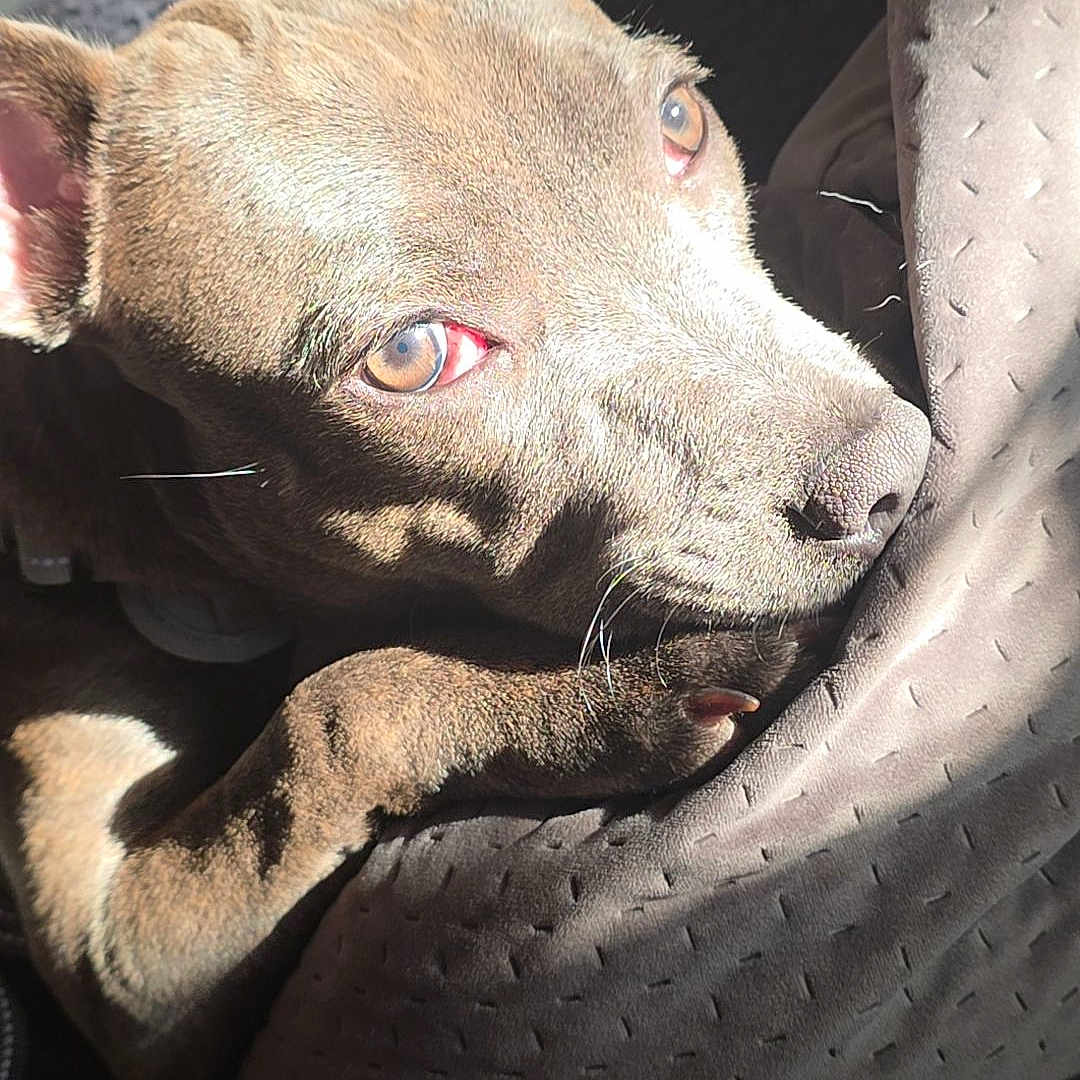 Vaïa a rejoint le concours — aidez-le/la à gagner de superbes lots ! animal, brown_dog, canine, close_up, cozy, cushion, dog, ears, fur, indoor, paw, pet, portrait, relaxed, resting, snout, sunlight, texture, warm_light, whiskers