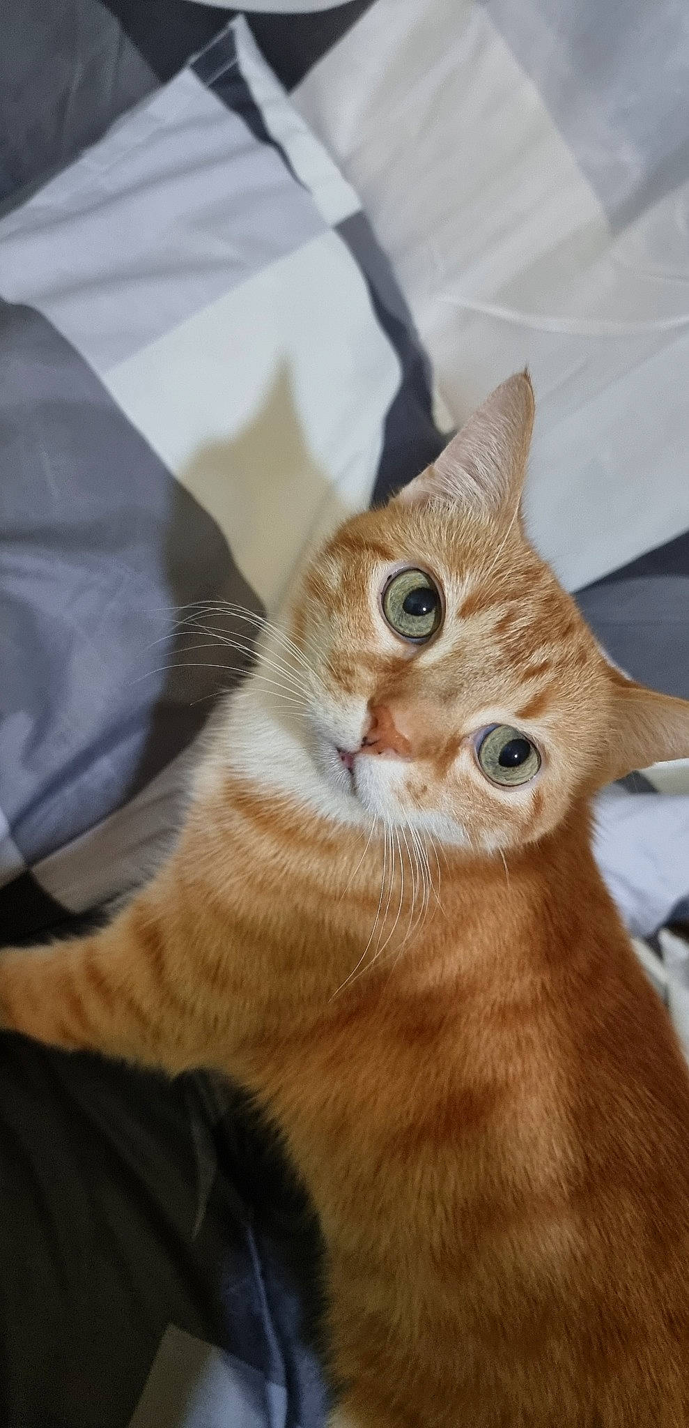 Choucha participe au concours pour gagner de l'argent avec cette photo : carnivore, cat, claw, comfort, domestic_short_haired_cat, ear, fawn, felidae, fur, paw, sleeve, small_to_medium_sized_cats, snout, tail, terrestrial_animal, whiskers, wood