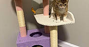 Hazel And Sky joined the competition — help win amazing prizes! animal, beige, cat, cat_tree, curious, cute, exploring, feline, floor, household, indoor, kitten, pet, pet_toy, playful, purple, resting, toy, wall, young_animal
