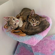 Hazel And Sky is registered to the contest to win money with this photo: animal, blue, cat, cat_tree, collar, cozy, cute, ears, feline, fluffy, fur, indoor, kitten, pet, pink, resting, sleepy, snuggling, soft, whiskers