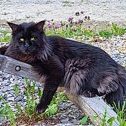 Sabaoth participe au concours pour gagner de l'argent avec cette photo : cat, black_cat, fluffy, long_hair, golden_eyes, animal, pet, feline, outdoor, wood, wooden_beam, garden, wildflowers, weeds, mulch, grass, rustic, portrait, sitting, alert
