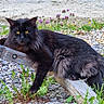cat, black_cat, fluffy, long_hair, golden_eyes, animal, pet, feline, outdoor, wood, wooden_beam, garden, wildflowers, weeds, mulch, grass, rustic, portrait, sitting, alert