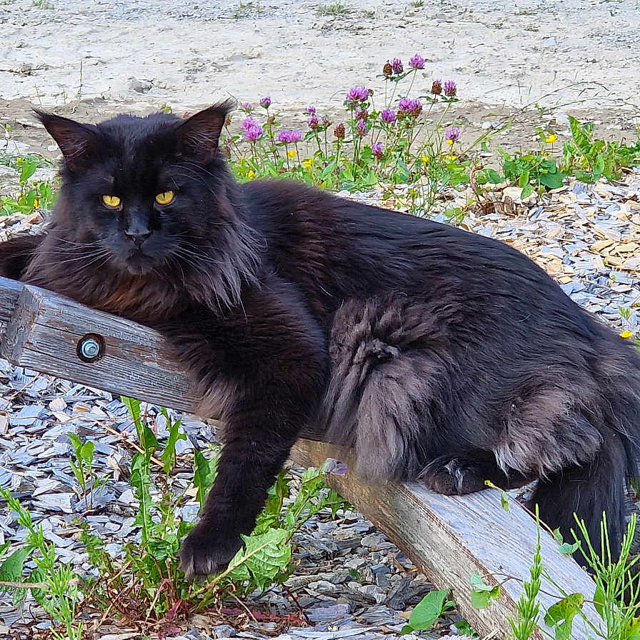 Sabaoth participe au concours pour gagner de l'argent avec cette photo : cat, black_cat, fluffy, long_hair, golden_eyes, animal, pet, feline, outdoor, wood, wooden_beam, garden, wildflowers, weeds, mulch, grass, rustic, portrait, sitting, alert