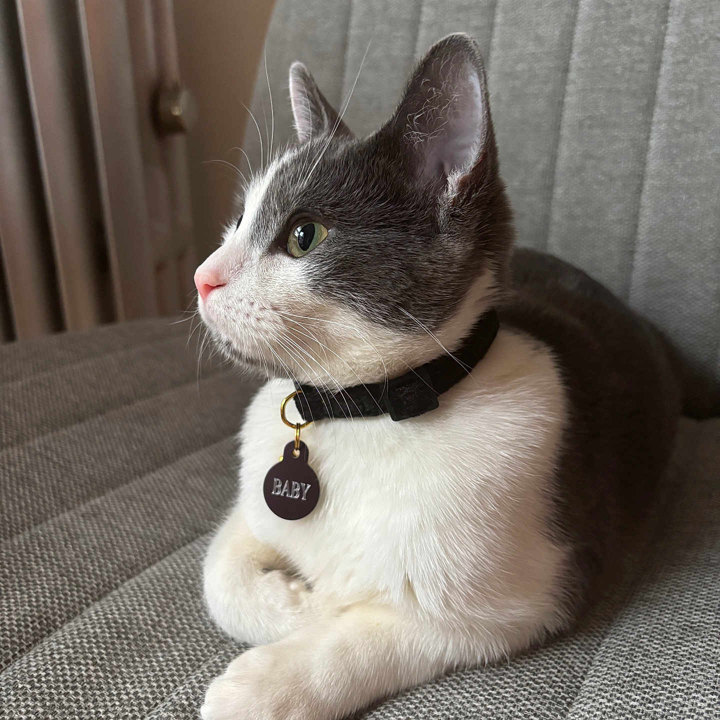 Baby joined the competition — help win amazing prizes! abyssinian, accessories, animal, armchair, cat, chair, collar, couch, cushion, furniture, hardwood, homedecor, jewelry, kitten, linen, manx, pet, siamese, strap, wood