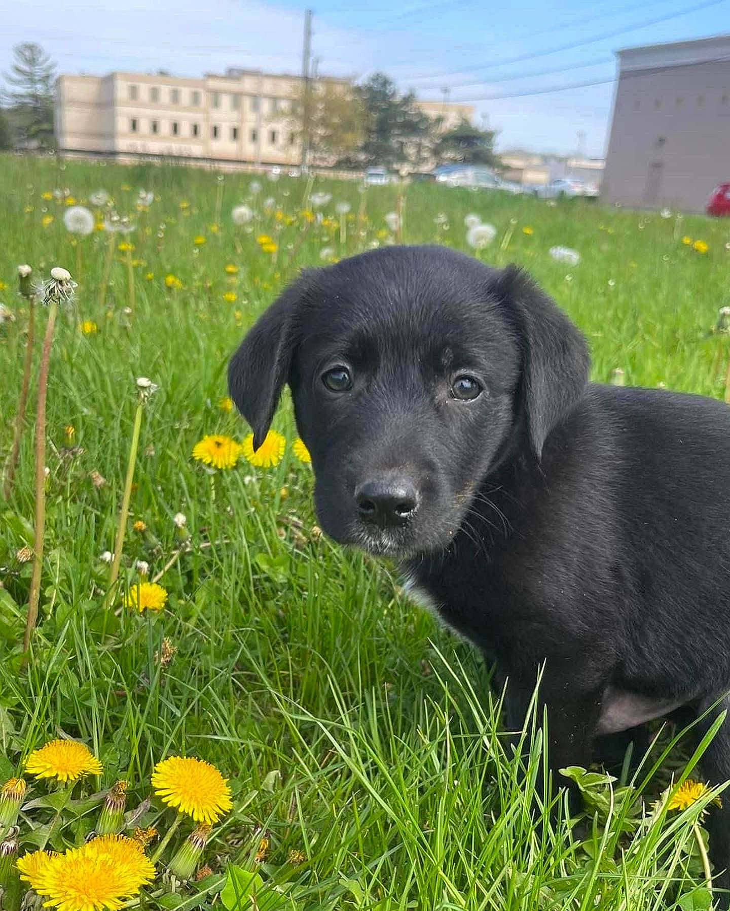 Hercules is registered to the contest to win money with this photo: building, carnivore, companion_dog, dog, dog_breed, flower, grass, grassland, groundcover, herbaceous_plant, lawn, plant, prairie, retriever, sky, tail, terrestrial_animal, tree, vertebrate, working_animal