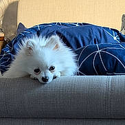 Mako joined the competition — help win amazing prizes! dog, white_dog, fluffy, couch, blanket, blue_blanket, indoor, pet, home, wallpaper, floral_pattern, cozy, resting, cute, small_dog, fur, head, face, animal, relaxed
