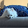 dog, white_dog, fluffy, couch, blanket, blue_blanket, indoor, pet, home, wallpaper, floral_pattern, cozy, resting, cute, small_dog, fur, head, face, animal, relaxed