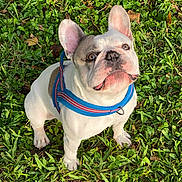 Nene is registered to the contest to win money with this photo: dog, french_bulldog, puppy, pet, outdoor, grass, greenery, animal, cute, ears, leash, canine, playful, young, nature, muzzle, white_fur, brown_patch, looking_up, sunlight