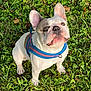 dog, french_bulldog, puppy, pet, outdoor, grass, greenery, animal, cute, ears, leash, canine, playful, young, nature, muzzle, white_fur, brown_patch, looking_up, sunlight