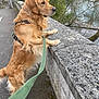 golden_retriever, dog, pet, leash, harness, stone_wall, pavement, river, trees, foliage, outdoor, walking, fur, paw, nose, profile, portrait, sidewalk, nature, water_reflection