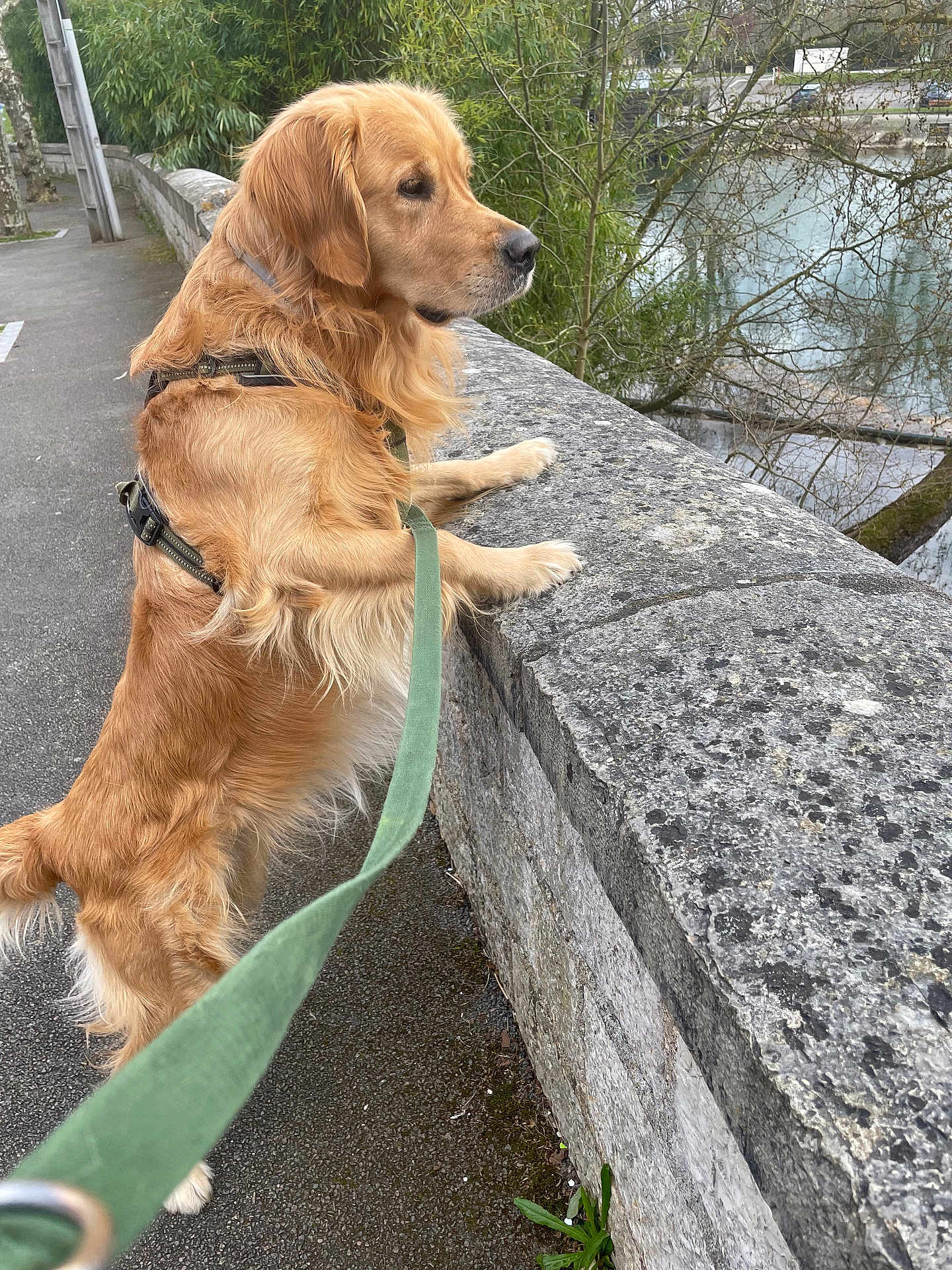 Uxor Dit Bud a rejoint le concours — aidez-le/la à gagner de superbes lots ! golden_retriever, dog, pet, leash, harness, stone_wall, pavement, river, trees, foliage, outdoor, walking, fur, paw, nose, profile, portrait, sidewalk, nature, water_reflection