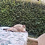 Mimine a rejoint le concours — aidez-le/la à gagner de superbes lots ! animal, calm, cat, chair, daylight, domestic_animal, feline, garden, greenery, hedge, leafy_background, nature, outdoor, pet, plastic_chair, relaxing, resting, summer, table, tablecloth