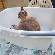 Mimine participe au concours pour gagner de l'argent avec cette photo : cat, chair, container, curled_up, daylight, domestic_animal, feline, fur, home, leaf_pattern, outdoor, pattern, pet, plastic_chair, plastic_tub, relaxed, resting, side_view, table, tablecloth