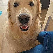 Snow a rejoint le concours — aidez-le/la à gagner de superbes lots ! animal, closeup, cute, dog, face, floor, friendly, fur, furniture, golden_retriever, indoor, jeans, looking_up, person, pet, smile, sofa, table, waiting, wooden_floor