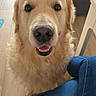 animal, closeup, cute, dog, face, floor, friendly, fur, furniture, golden_retriever, indoor, jeans, looking_up, person, pet, smile, sofa, table, waiting, wooden_floor