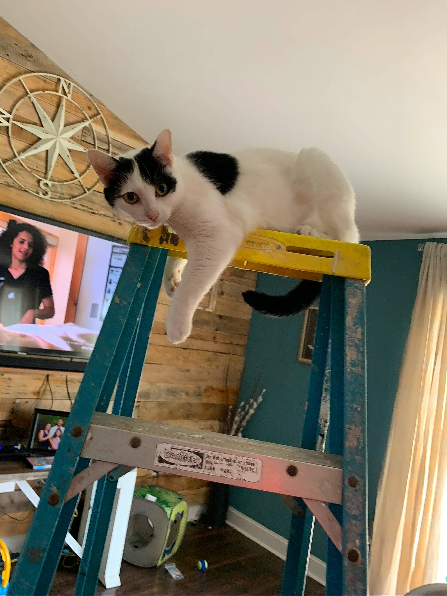 Flo is registered to the contest to win money with this photo: carnivore, cat, curtain, domestic_short_haired_cat, felidae, fur, ladder, small_to_medium_sized_cats, tail, vertebrate, whiskers, window_covering, window_treatment