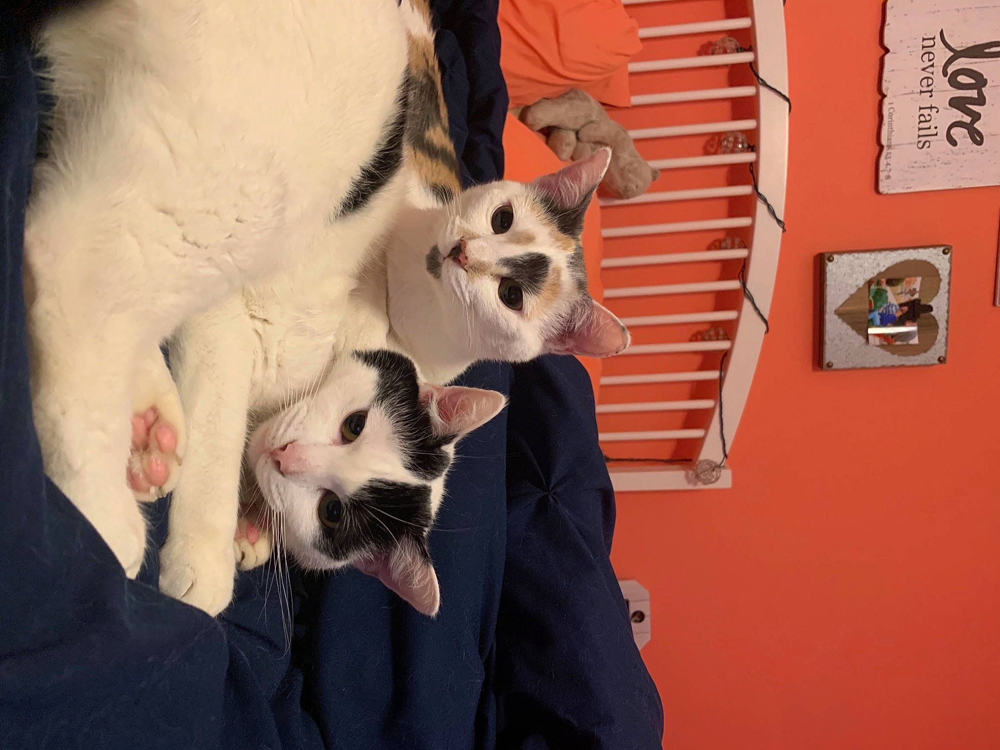 Flo is registered to the contest to win money with this photo: carnivore, cat, domestic_short_haired_cat, felidae, fur, human, mammal, small_to_medium_sized_cats, snout, vertebrate, whiskers