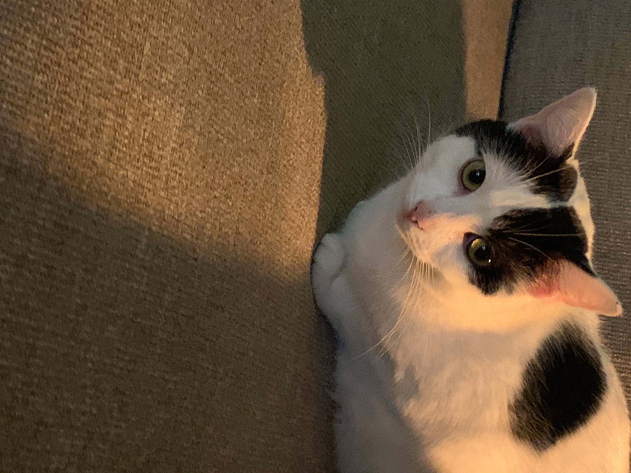 Flo is registered to the contest to win money with this photo: beige, brown, carnivore, cat, domestic_short_haired_cat, fawn, felidae, fur, iris, small_to_medium_sized_cats, snout, terrestrial_animal, whiskers