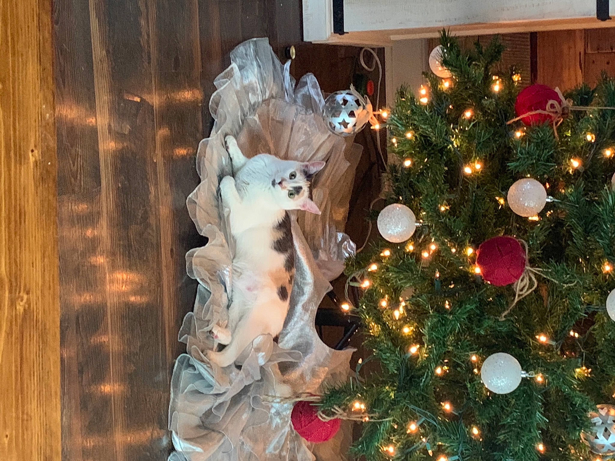 Reaux joined the competition — help win amazing prizes! christmas, christmas_decoration, christmas_eve, christmas_lights, christmas_ornament, christmas_tree, conifer, event, evergreen, fir, hardwood, holiday, holiday_ornament, home, interior_design, ornament, pine_family, tradition, wood, wood_stain