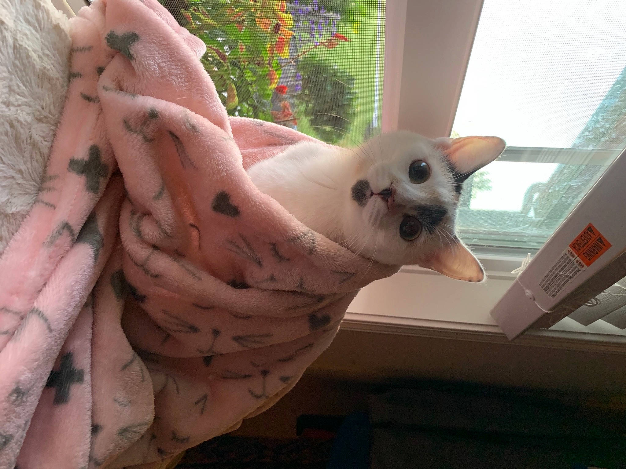 Reaux joined the competition — help win amazing prizes! canidae, carnivore, fawn, felidae, fur, peach, pink, snout, terrestrial_animal, toy_dog, vertebrate, whiskers