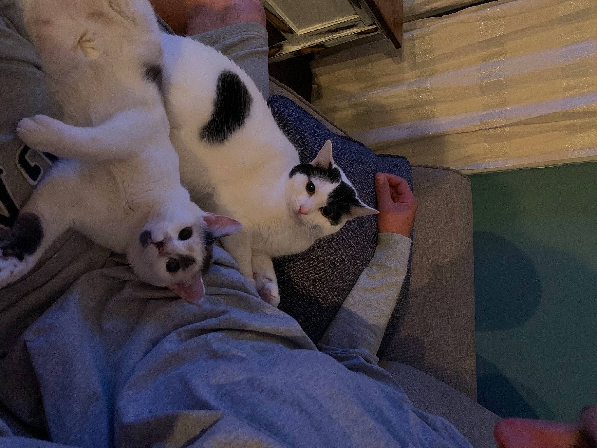 Reaux joined the competition — help win amazing prizes! carnivore, cat, comfort, domestic_short_haired_cat, felidae, foot, fur, paw, small_to_medium_sized_cats, snout, terrestrial_animal, toe, vertebrate, whiskers