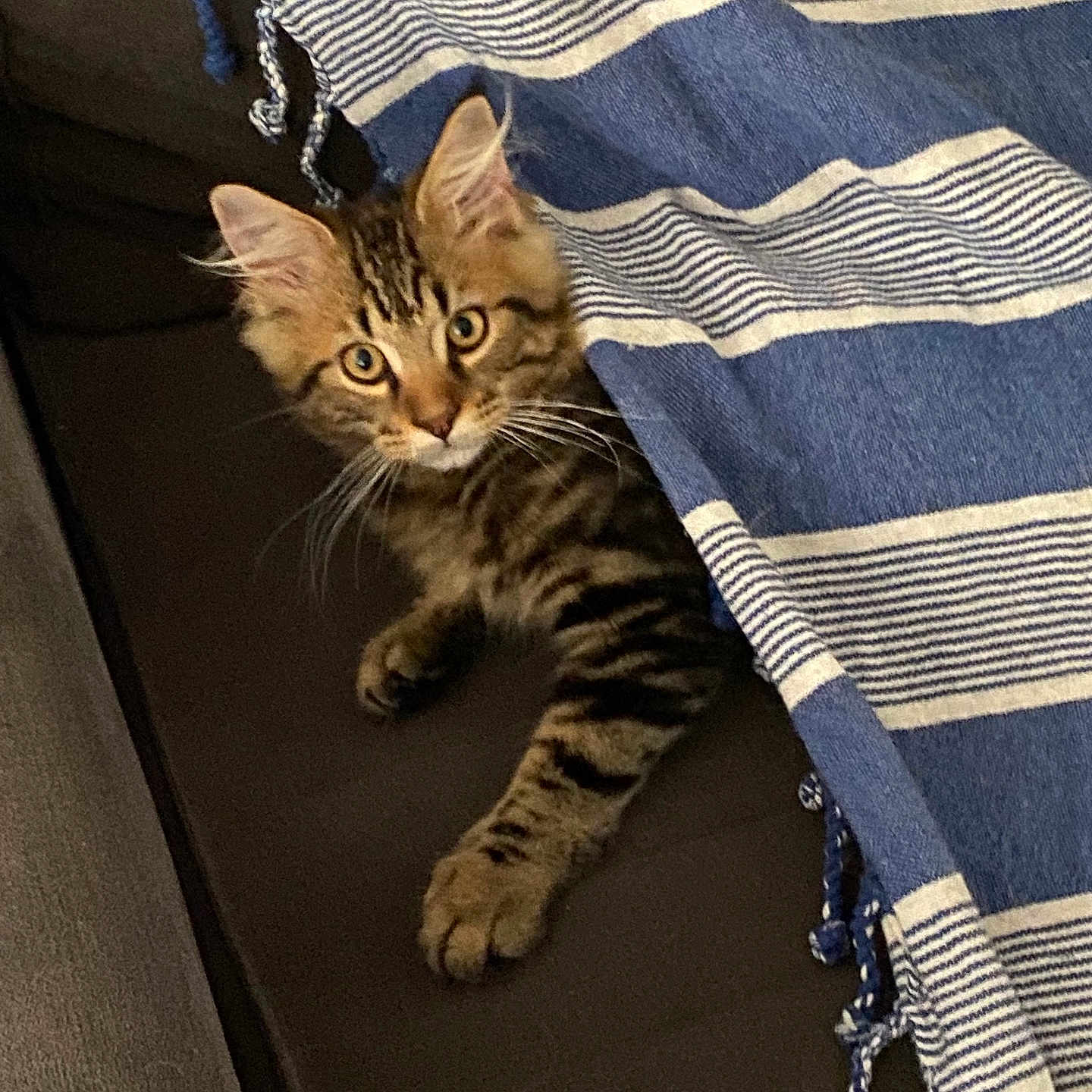 Viktor