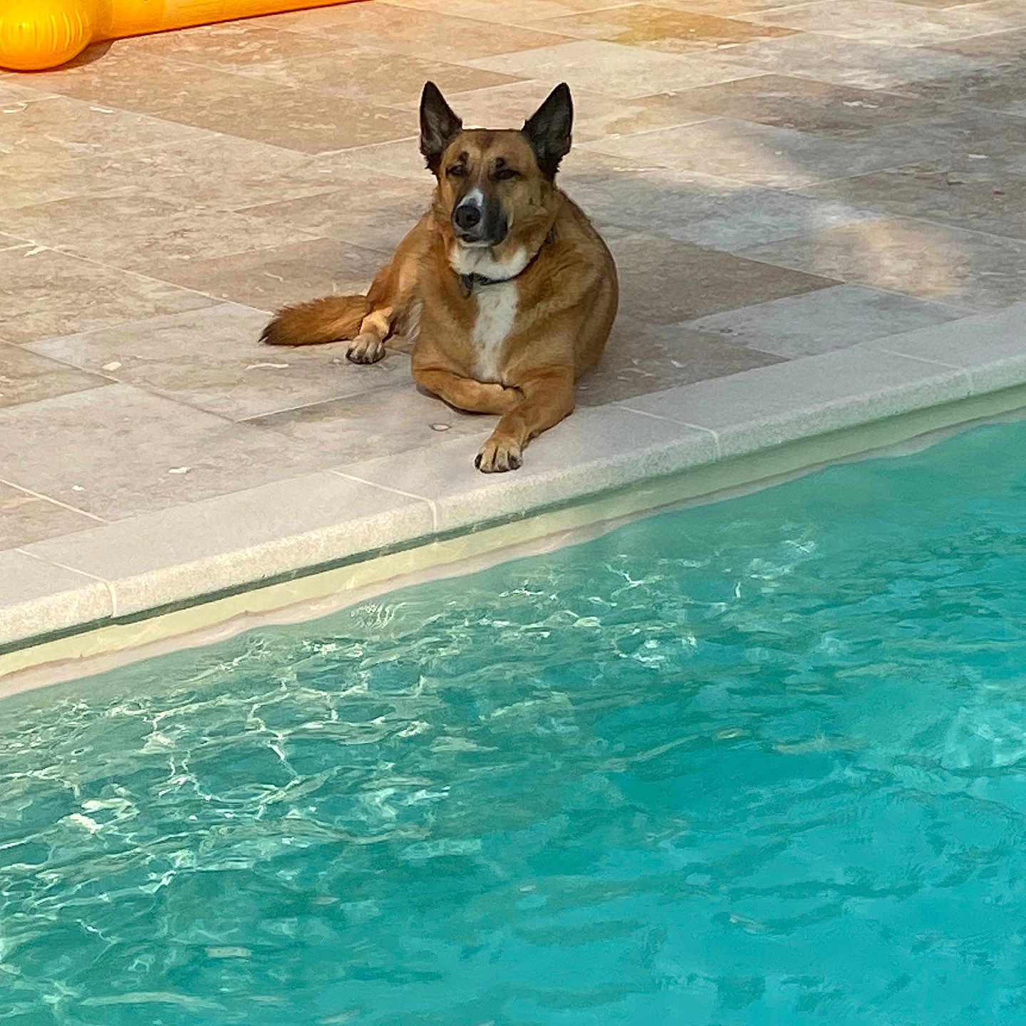 Java participe au concours pour gagner de l'argent avec cette photo : animal, ball, bulldog, canine, chihuahua, dog, germanshepherd, husky, indoors, interiordesign, outdoors, pet, pool, puppy, sport, summer, swimmingpool, tennis, tennisball, water