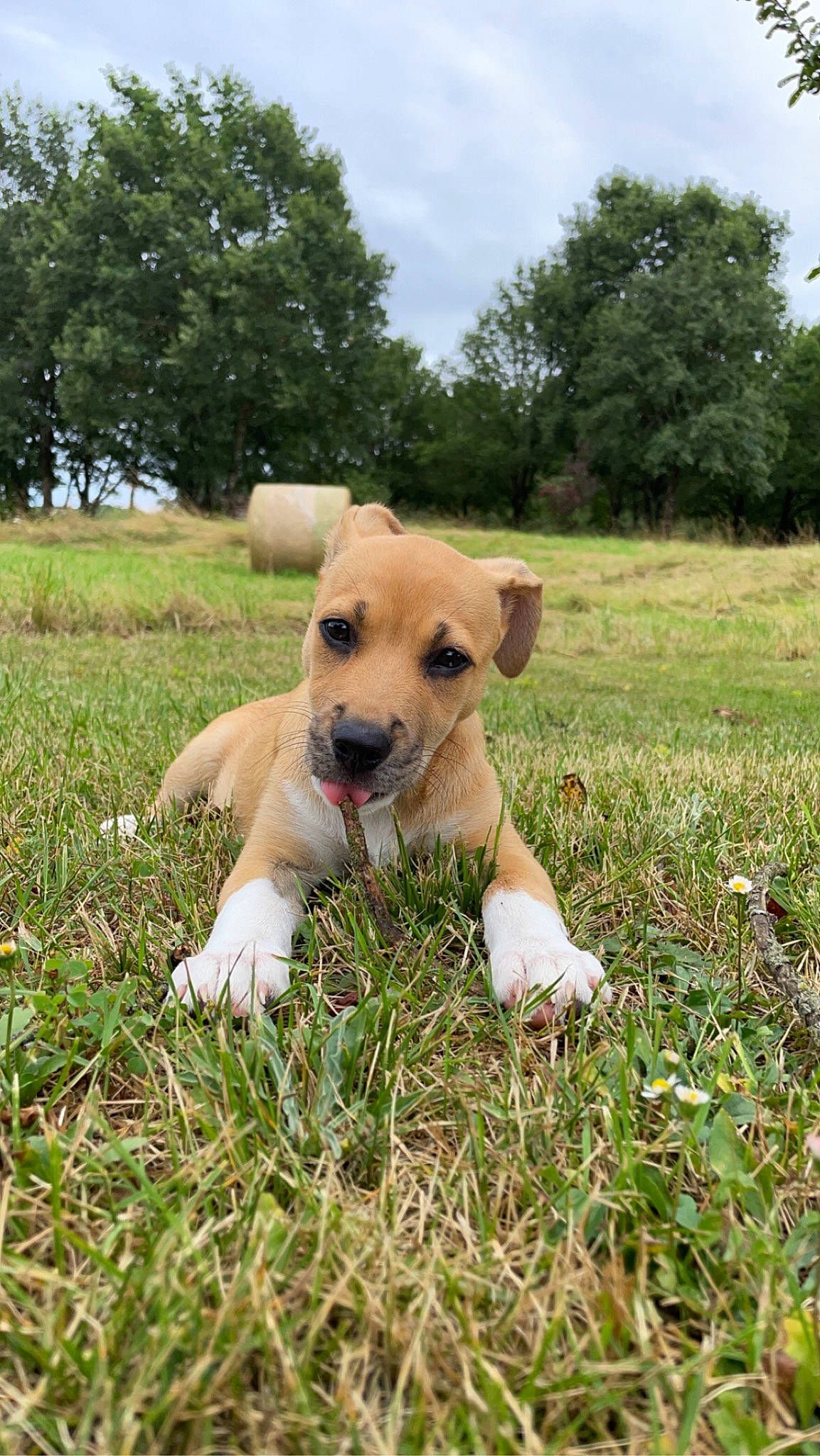 Gaïa a rejoint le concours — aidez-le/la à gagner de superbes lots ! carnivore, cloud, collar, companion_dog, dog, dog_breed, dog_collar, fawn, grass, grassland, landscape, pasture, plant, prairie, sky, snout, tail, tree, whiskers, working_animal
