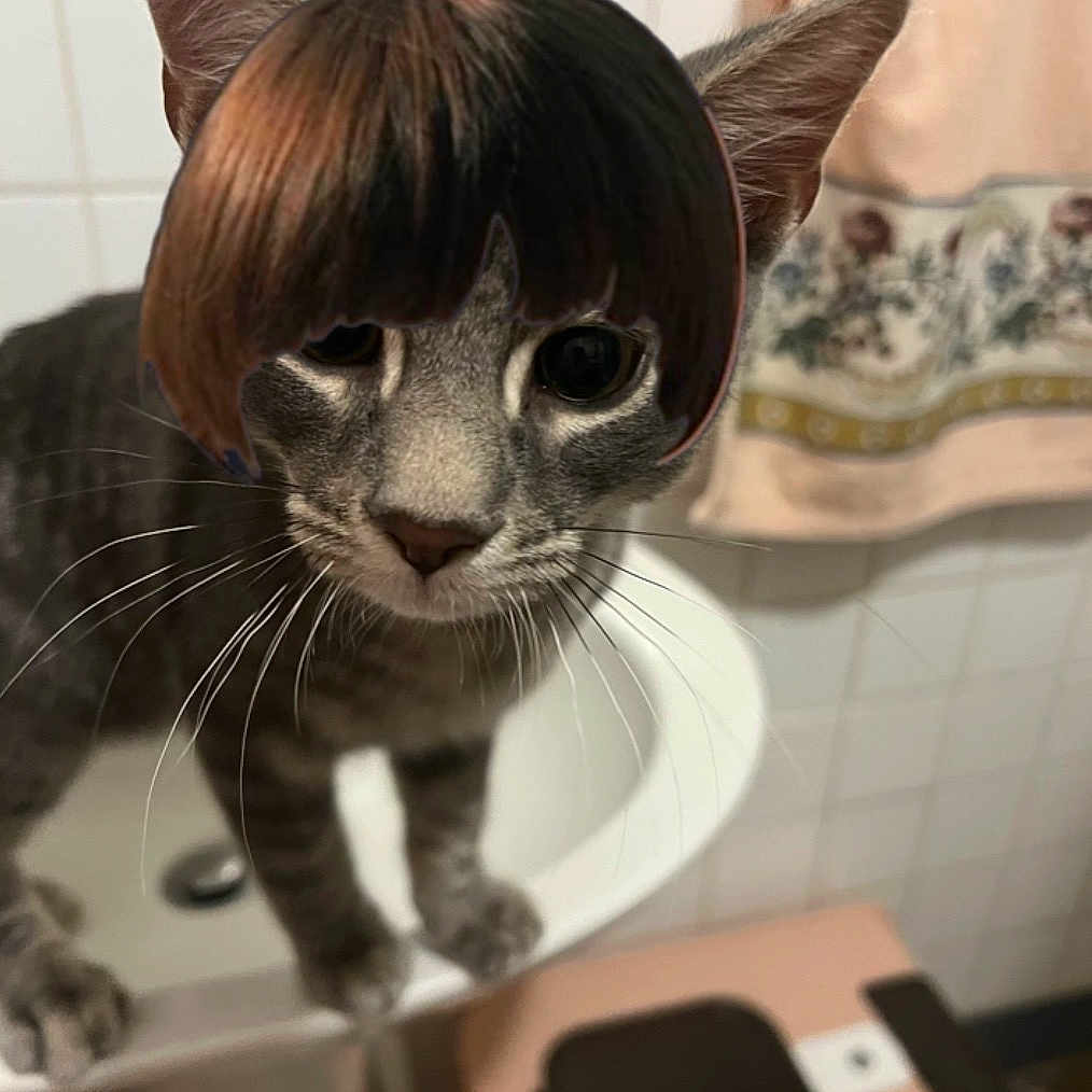 Maluma is registered to the contest to win money with this photo: animal, bathroom, bathroom_towel, brown_wig, cat, closeup, curious, cute, domestic_cat, ears, fur, indoor, pet, portrait, sink, sticker, tile_wall, tilted_head, towel, whiskers