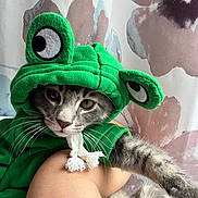 Maluma joined the competition — help win amazing prizes! cat, closeup, costume, curtain, cute, eyes, fabric, frog_costume, gray_fur, green_hoodie, hoodie, human_arm, indoor, kitten, paw, pet, plush_ears, portrait, reluctant_expression, whiskers
