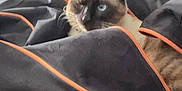 Tiki a rejoint le concours — aidez-le/la à gagner de superbes lots ! cat, siamese_cat, pet, bag, black_bag, orange_zipper, floor, tile_floor, indoor, animal, feline, whiskers, ears, blue_eyes, curious, resting, cozy, fur, domestic_animal, closeup