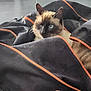 cat, siamese_cat, pet, bag, black_bag, orange_zipper, floor, tile_floor, indoor, animal, feline, whiskers, ears, blue_eyes, curious, resting, cozy, fur, domestic_animal, closeup