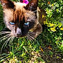 Tiki participe au concours pour gagner de l'argent avec cette photo : cat, siamese_cat, blue_eyes, whiskers, flowers, yellow_flowers, purple_flowers, greenery, grass, outdoor, nature, sunlight, close_up, curious, pet, animal, garden, plants, colorful, daylight