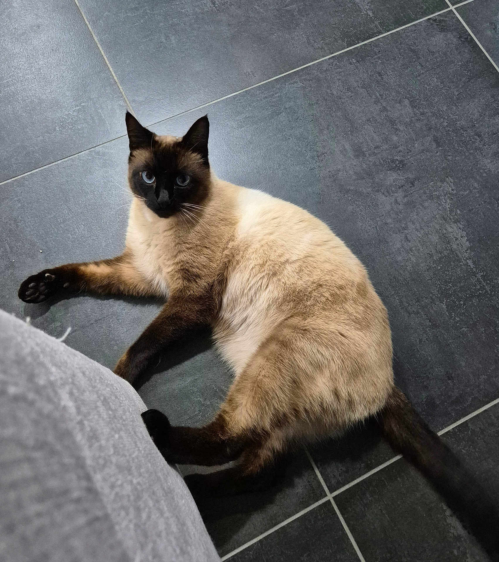 Tiki participe au concours pour gagner de l'argent avec cette photo : cat, siamese_cat, pet, animal, indoor, floor, tile_floor, laying_down, fur, blue_eyes, whiskers, tail, paw, curious, looking_at_camera, domestic_cat, resting, mammal, cute, feline
