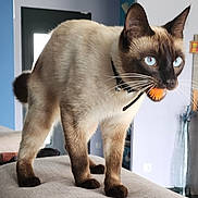 Tiki a rejoint le concours — aidez-le/la à gagner de superbes lots ! cat, siamese_cat, indoor, pet, animal, blue_eyes, ball, toy, whiskers, feline, alert, couch, living_room, fur, collar, playful, closeup, standing, domestic_cat, curious