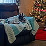 Buster joined the competition — help win amazing prizes! dog, couch, blanket, indoor, christmas_tree, holiday, decorations, ornaments, ribbon, lights, carpet, window, curtains, relaxing, pet, cozy, knit_blanket, home, furniture, festive
