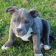 Rio participe au concours pour gagner de l'argent avec cette photo : dog, puppy, canine, outdoor, grass, lawn, sitting, portrait, blue_gray_fur, white_chest, white_paws, floppy_ears, short_hair, looking_at_camera, adorable, pet, animal, natural_light, close_up, backyard