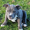 dog, puppy, canine, outdoor, grass, lawn, sitting, portrait, blue_gray_fur, white_chest, white_paws, floppy_ears, short_hair, looking_at_camera, adorable, pet, animal, natural_light, close_up, backyard
