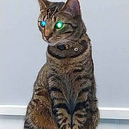 Boots joined the competition — help win amazing prizes! cat, tabby, pet, animal, indoor, sitting, fur, whiskers, ears, collar, striped, cute, feline, eyes, glowing_eyes, mystical, portrait, mammal, domestic, alert