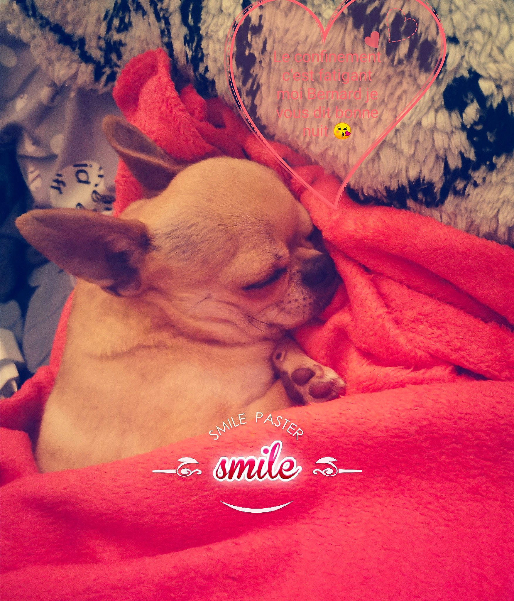 Bernard participe au concours pour gagner de l'argent avec cette photo : canidae, carnivore, chihuahua, companion_dog, dog, dog_breed, fawn, french_bulldog, mammal, nap, non_sporting_group, puppy, puppy_love, snout, toy_dog, vertebrate