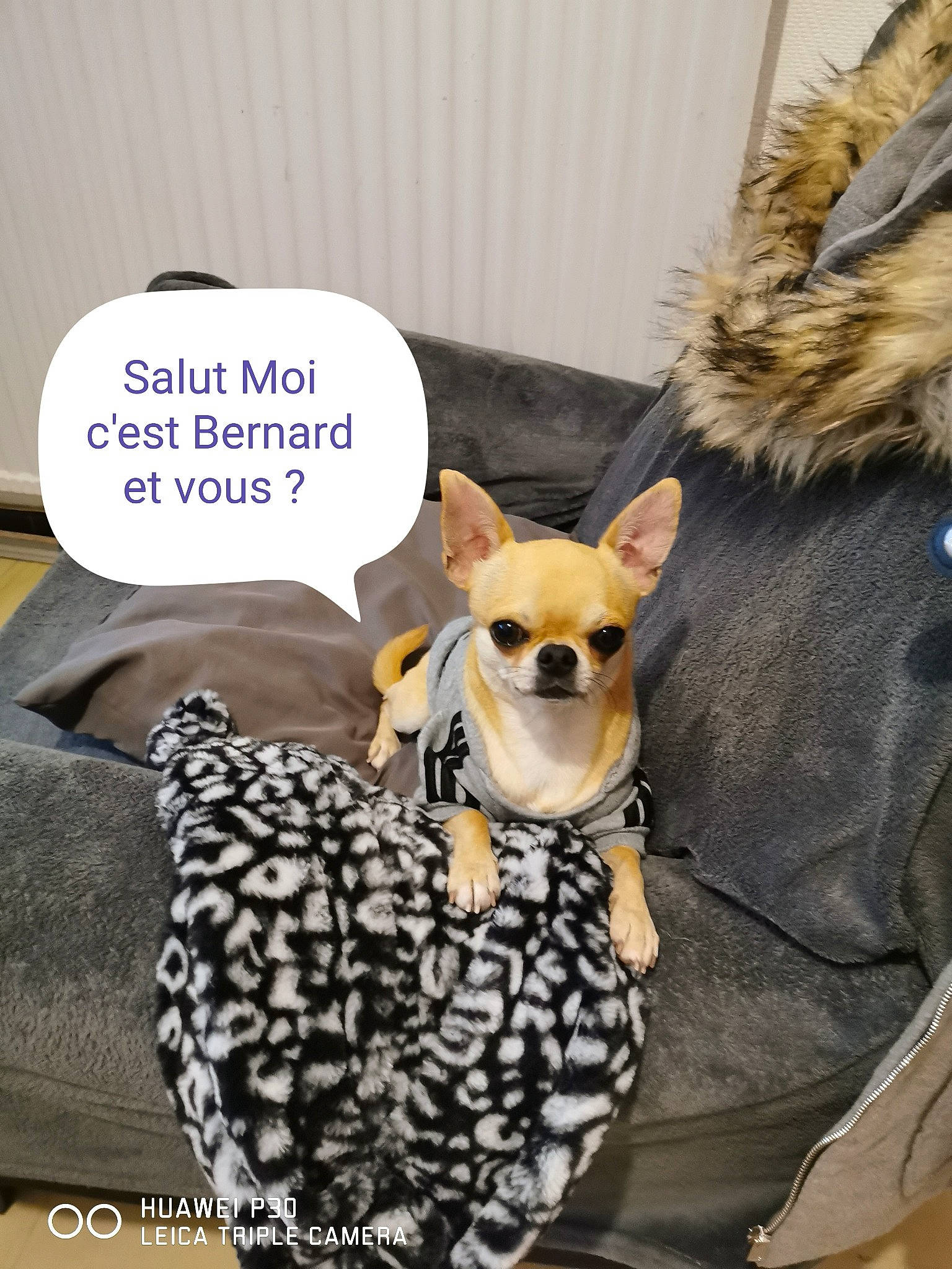 Bernard a rejoint le concours — aidez-le/la à gagner de superbes lots ! canidae, carnivore, chihuahua, companion_dog, dog, dog_breed, dog_clothes, fawn, french_bulldog, fur, non_sporting_group, photo_caption, snout, toy_dog