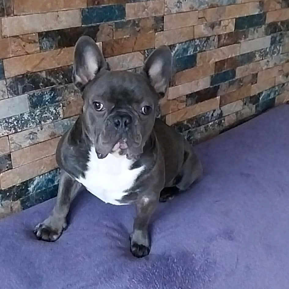 Tao participe au concours pour gagner de l'argent avec cette photo : animal, bostonbull, bulldog, canine, dog, dogbed, frenchbulldog, indoors, interiordesign, pet, puppy