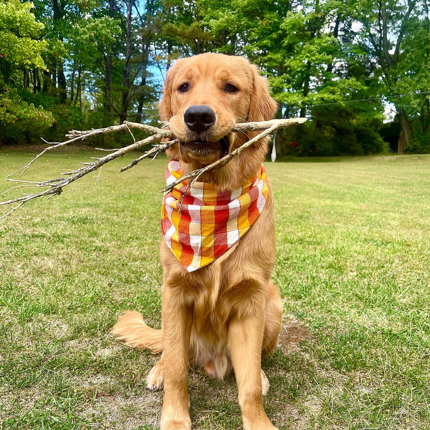 Tucker is registered to the contest to win money with this photo: accessories, animal, canine, dog, field, goldenretriever, grass, grove, land, lawn, nature, outdoors, park, pet, plant, puppy, tree, vegetation, woodland, yard