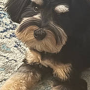Bailey is registered to the contest to win money with this photo: dog, pet, fluffy, black, tan, carpet, close_up, face, fur, beard, eyes, lying_down, indoor, cute, animal, canine, mammal, portrait, resting, domestic_animal