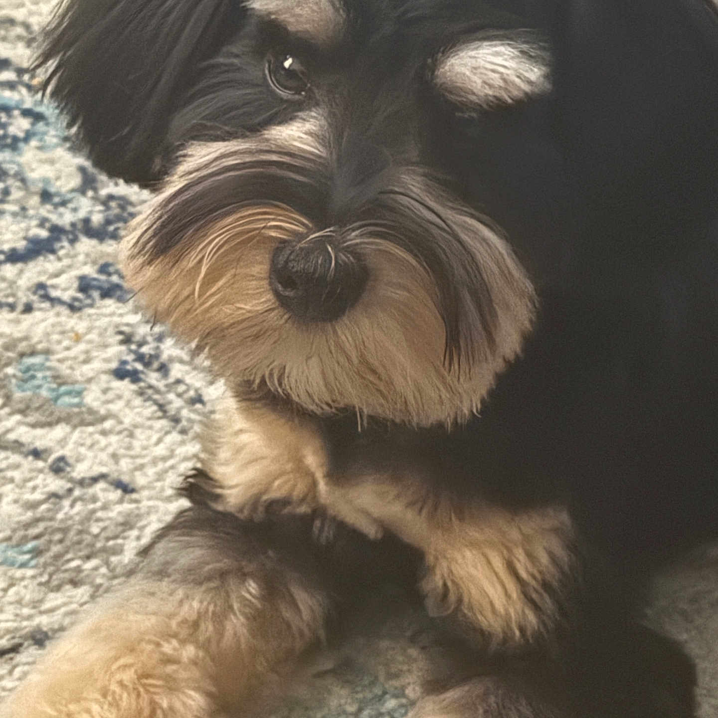 Bailey
