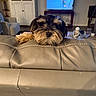 Bailey Jean is registered to the contest to win money with this photo: animal, black, brown, companion, couch, cozy, curious, cute, dog, domestic_animal, fur, furniture, home_interior, indoors, leather, living_room, pet, relaxing, scruffy, television