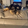Bailey Jean joined the competition — help win amazing prizes! animal, cabinet, cozy, cute, decor, dog, ears, expression, fur, furniture, home, household, indoor, leather_couch, living_room, pet, relaxing, resting, snout, television