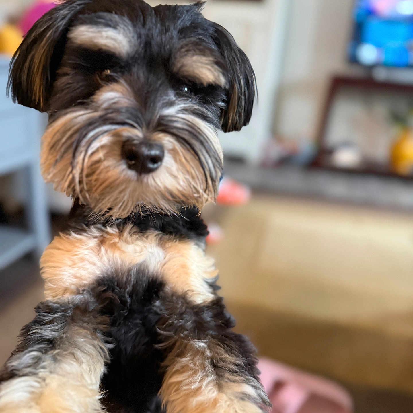 Bailey Jean